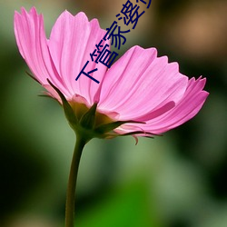 下管家(jiā)婆资料大全管家