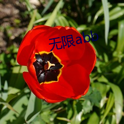 无限abb